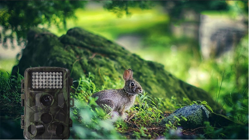 Wild hunting camera 