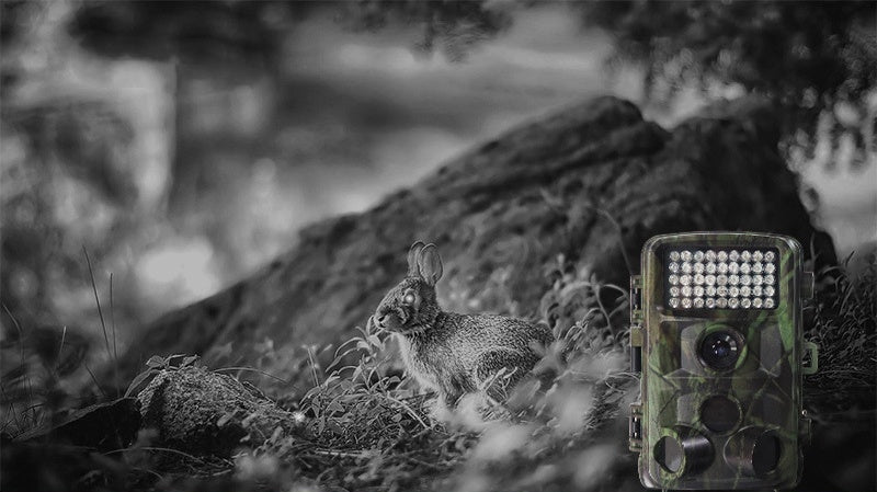 Wild hunting camera 